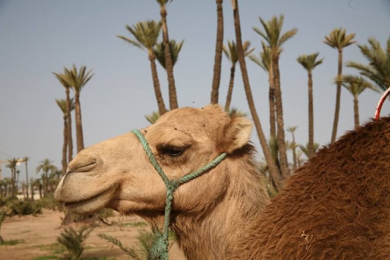 Dromedar Trekking mit dem Riad La Maison Nomade Marrakech